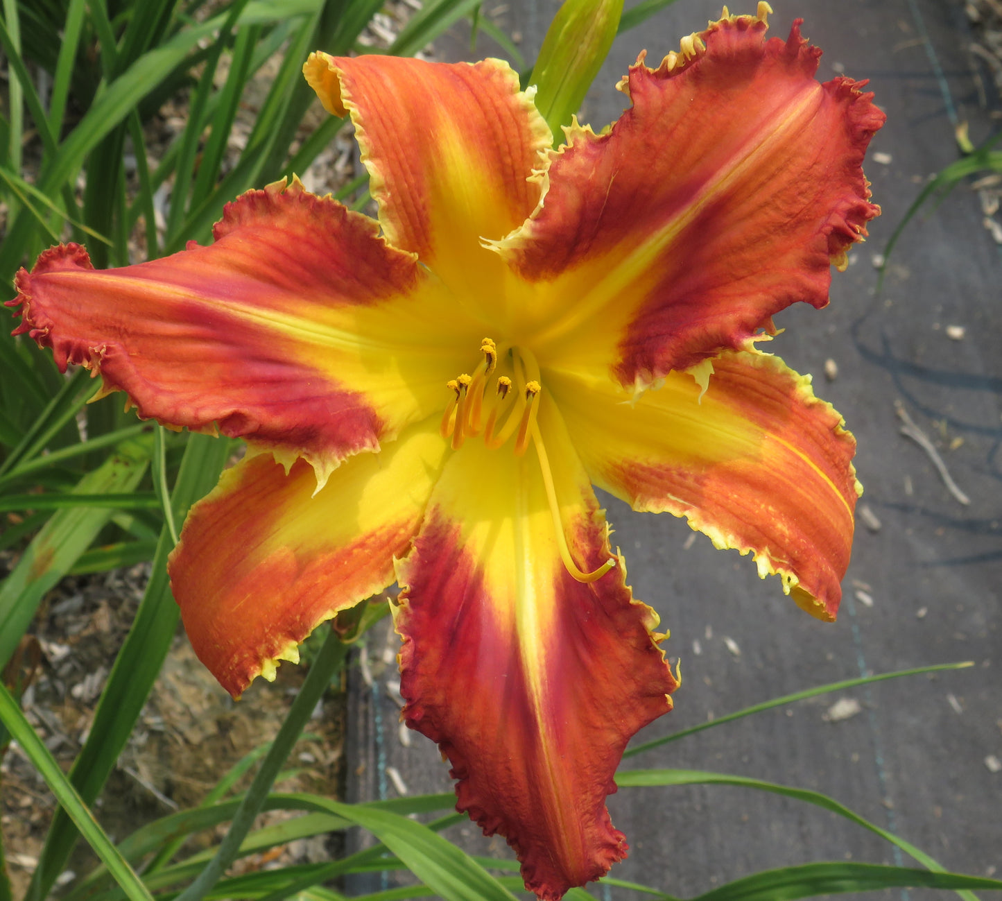 'Heavenly Velociraptor' (Gossard, 2005)