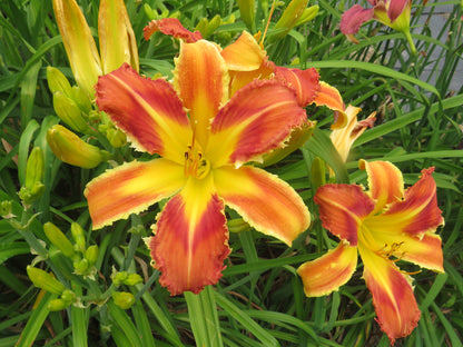 'Heavenly Velociraptor' (Gossard, 2005)