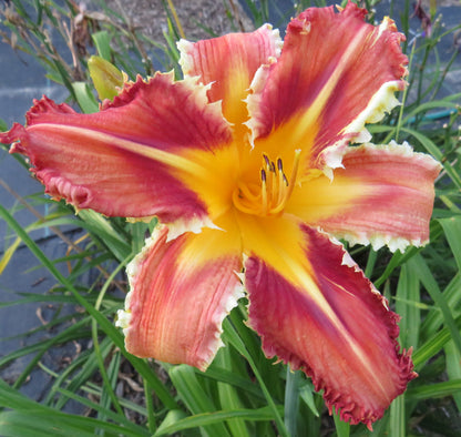 'Heavenly Velociraptor' (Gossard, 2005)