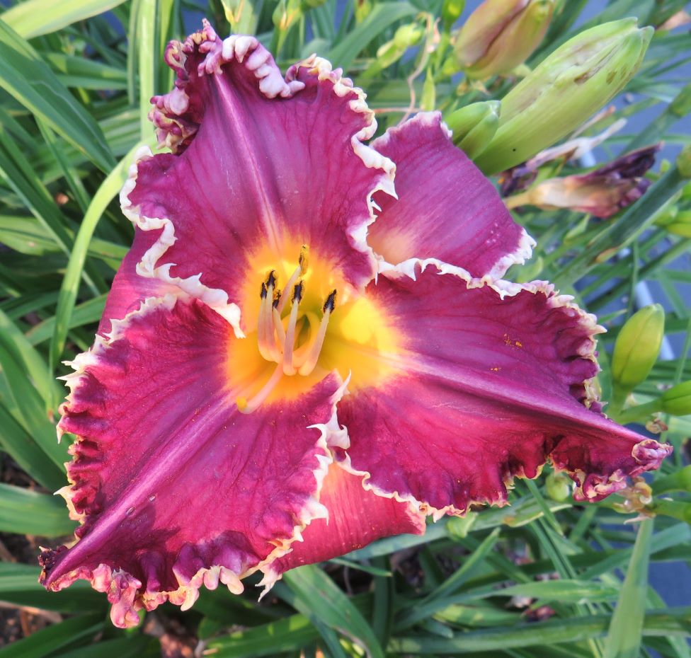 'Hexenbeast' (Polston, 2013)