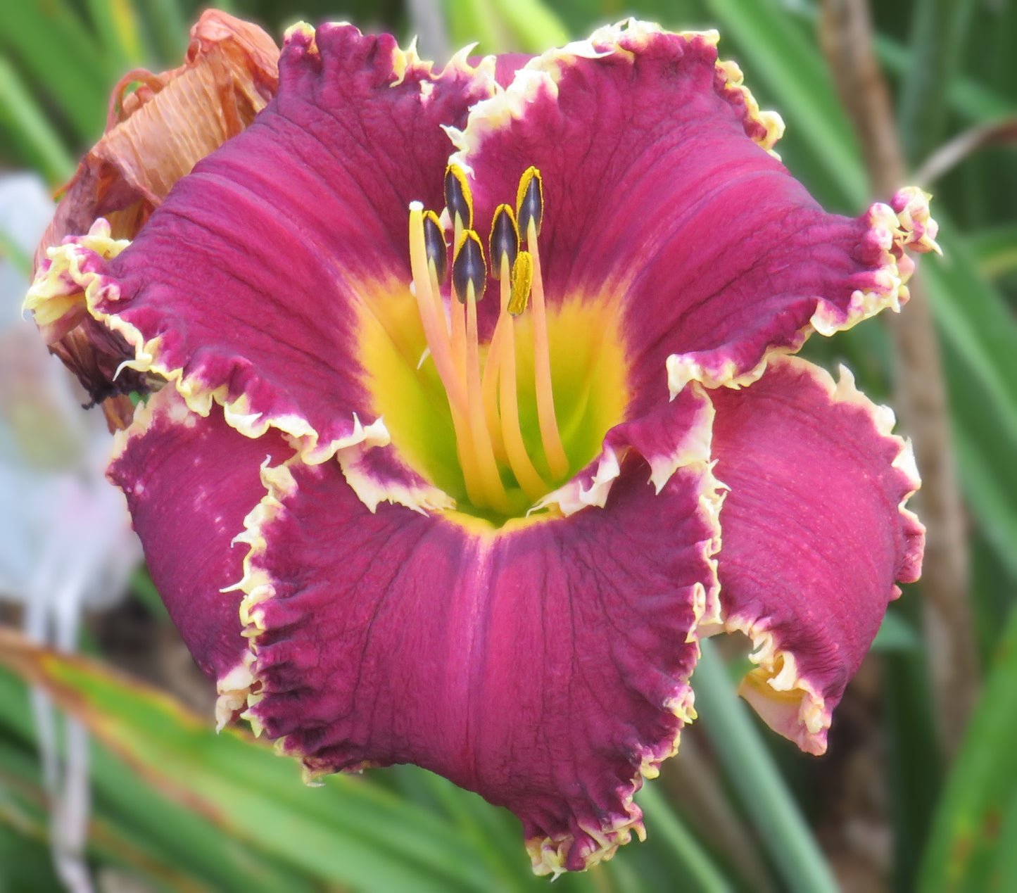 Daylily Seeds:  'Hexenbeast' x 'Marquette Moment'