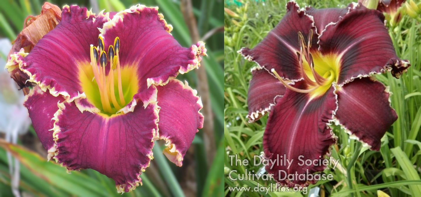 Daylily Seeds:  'Hexenbeast' x 'Marquette Moment'