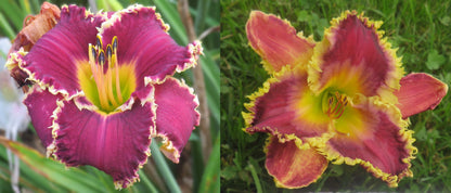 Daylily Seeds:  'Hexenbeast' x 'Fangs To You'