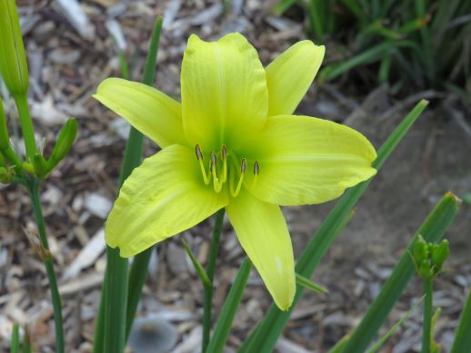 'Hyperion' (Mead-F.B., 1924)