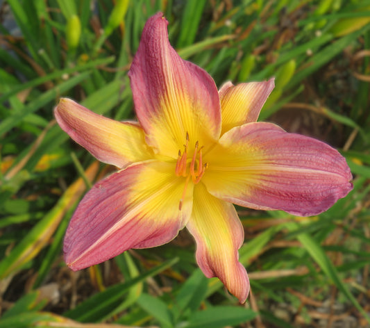 'Jean Walsh Goldner' (Goldner-Webster, 2011)