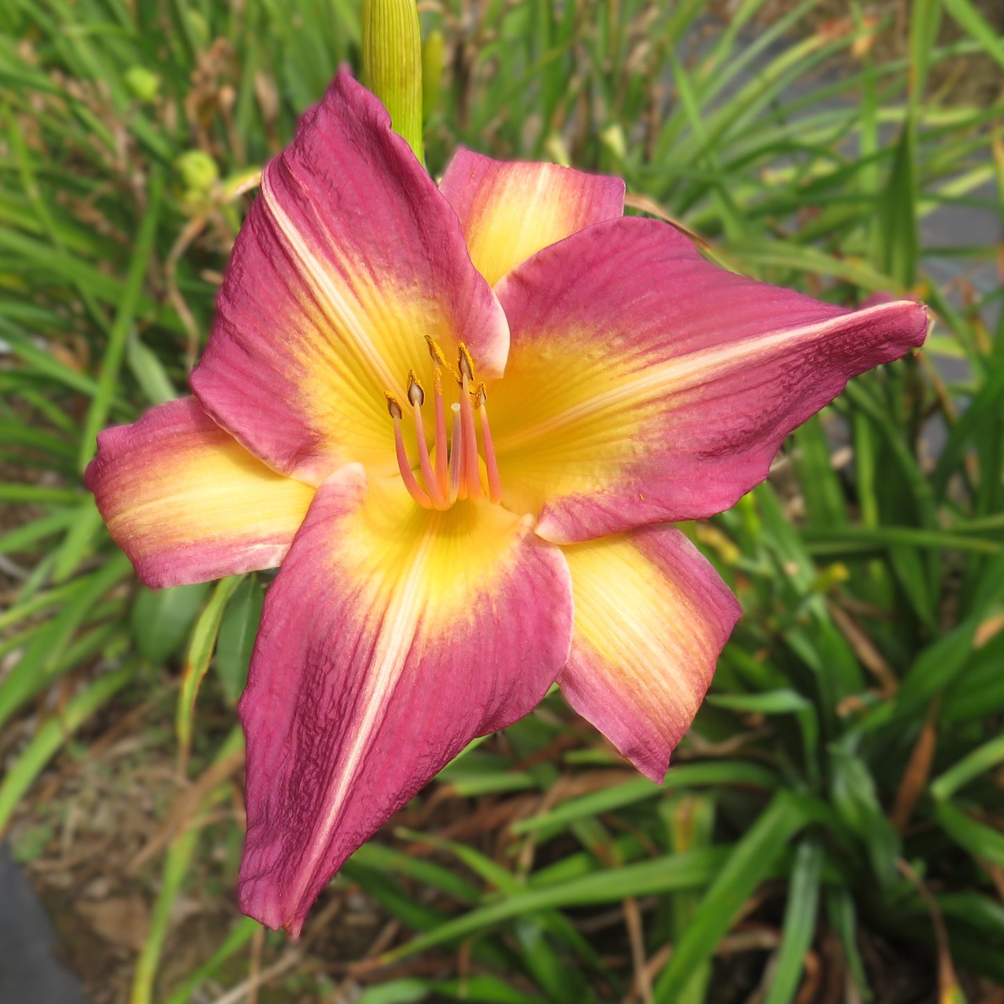 'Jean Walsh Goldner' (Goldner-Webster, 2011)