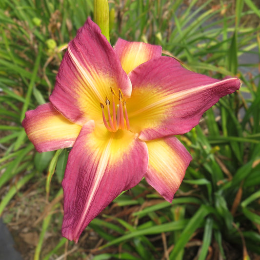 'Jean Walsh Goldner' (Goldner-Webster, 2011)