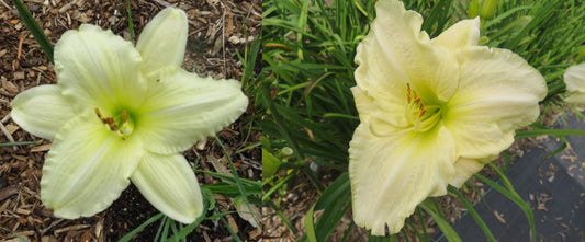 Daylily Seeds:  'Joan Senior' x 'White Temptation'