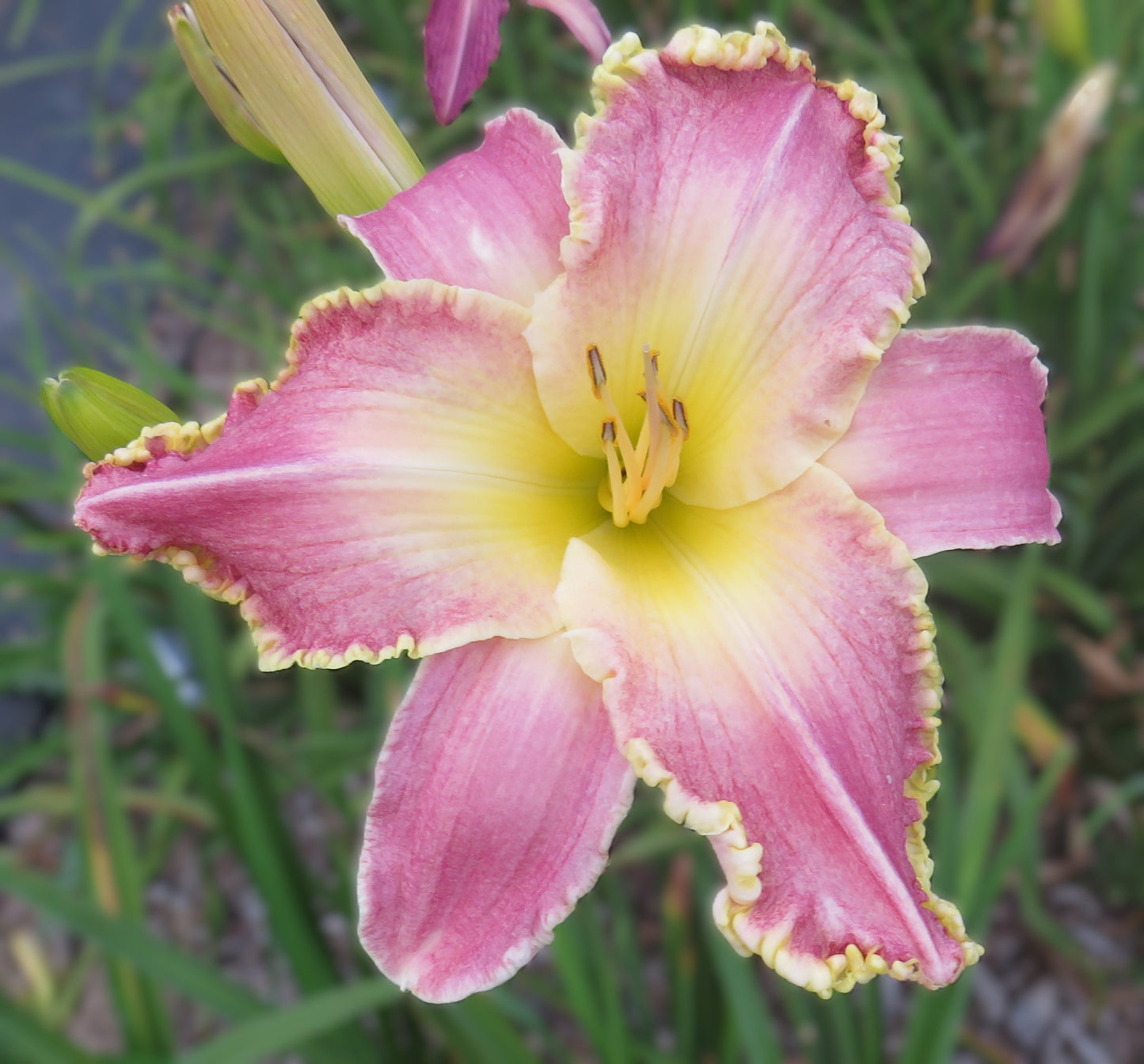 Daylily Seeds:  'Kashmiri Chai' x 'Our Friend Roy'