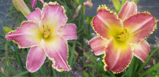 Daylily Seeds:  'Kashmiri Chai' x 'Our Friend Roy'