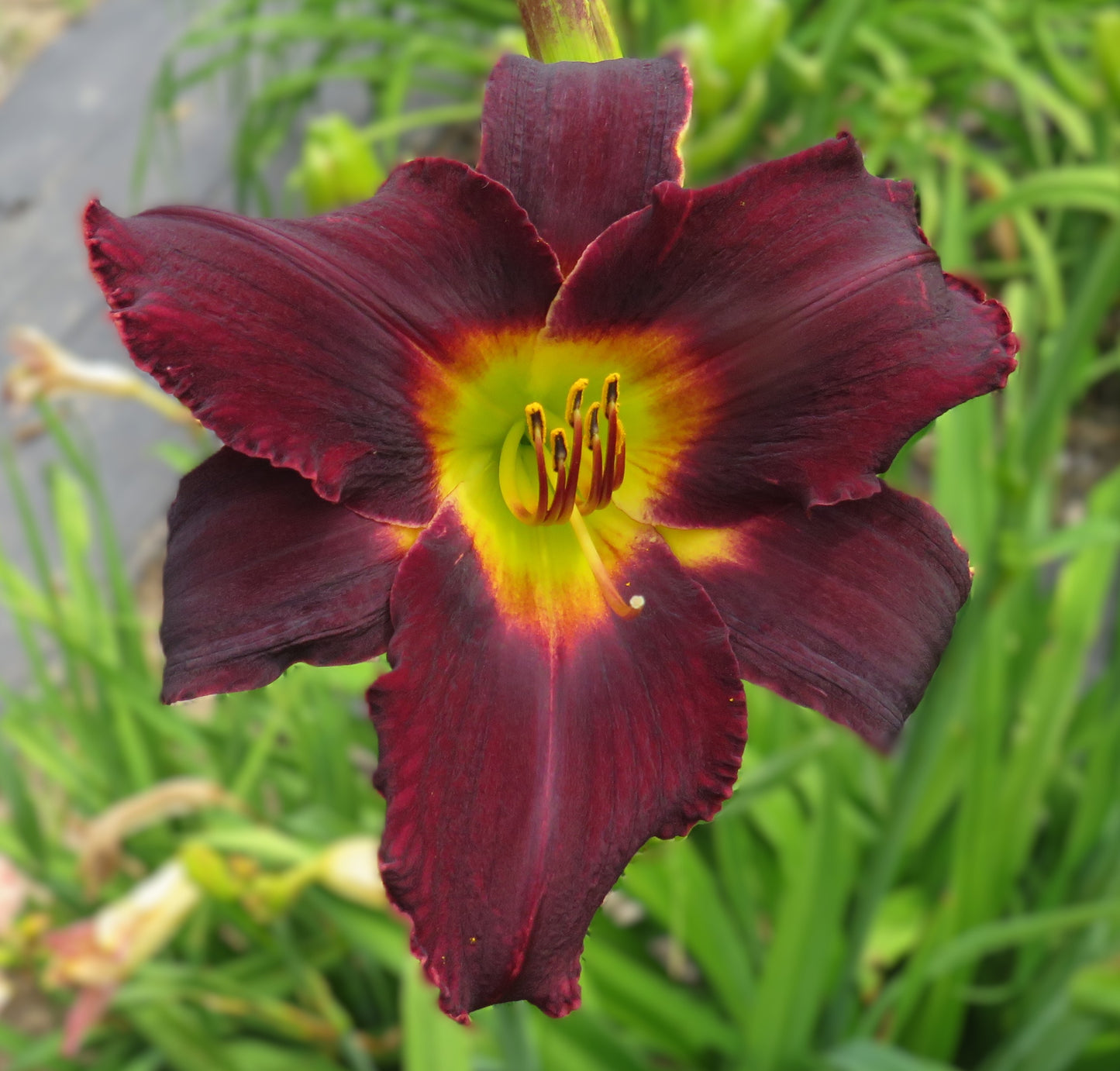 'Kathryn's Black' (Root-Krogstad, 2006)