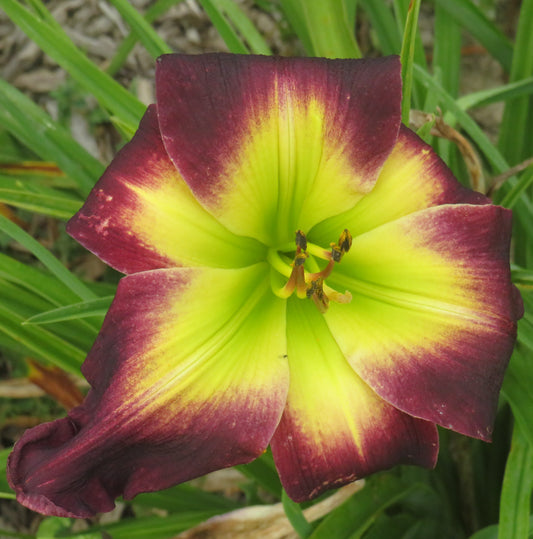 'Laura Harwood' (Harwood, 1997)