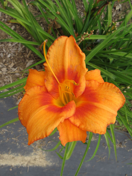 'Leebea Orange Crush'  (Gates-L., 1978)