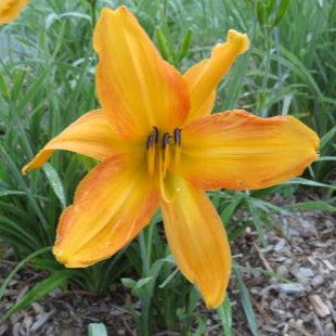 'Lilly Dache' (Hall-D.F., 1957)