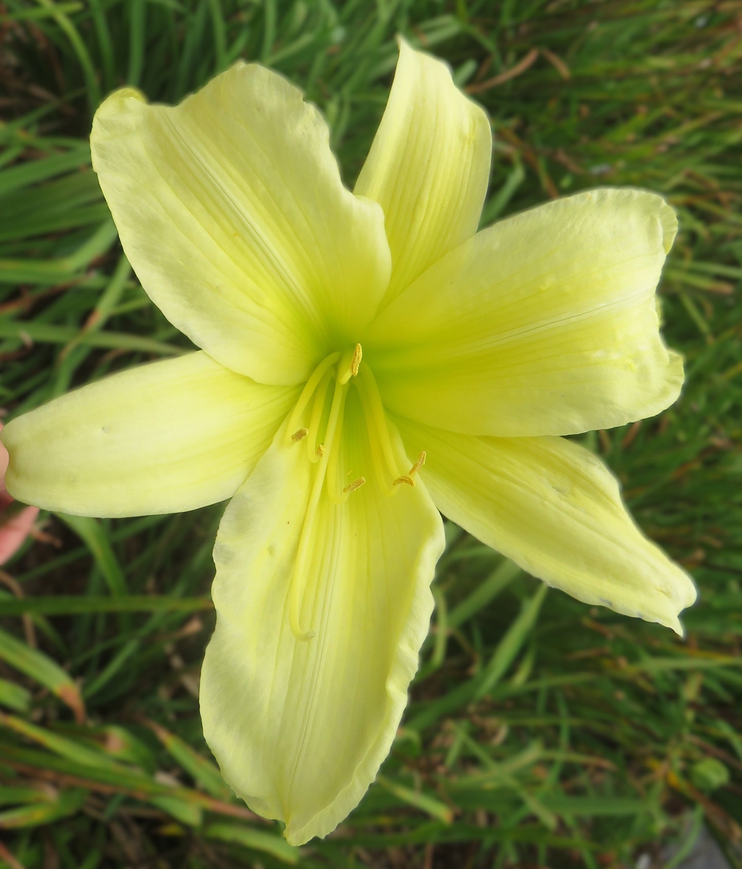 'Lime Painted Lady' (Russell, 1954)