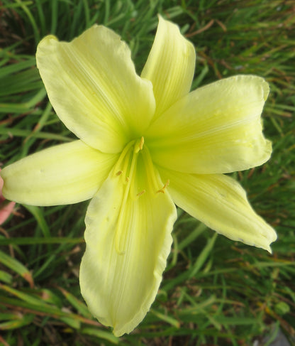 'Lime Painted Lady' (Russell, 1954)