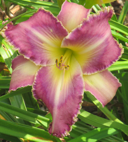 Daylily Seeds:  'City of Refuge' x 'Limited Addiction'