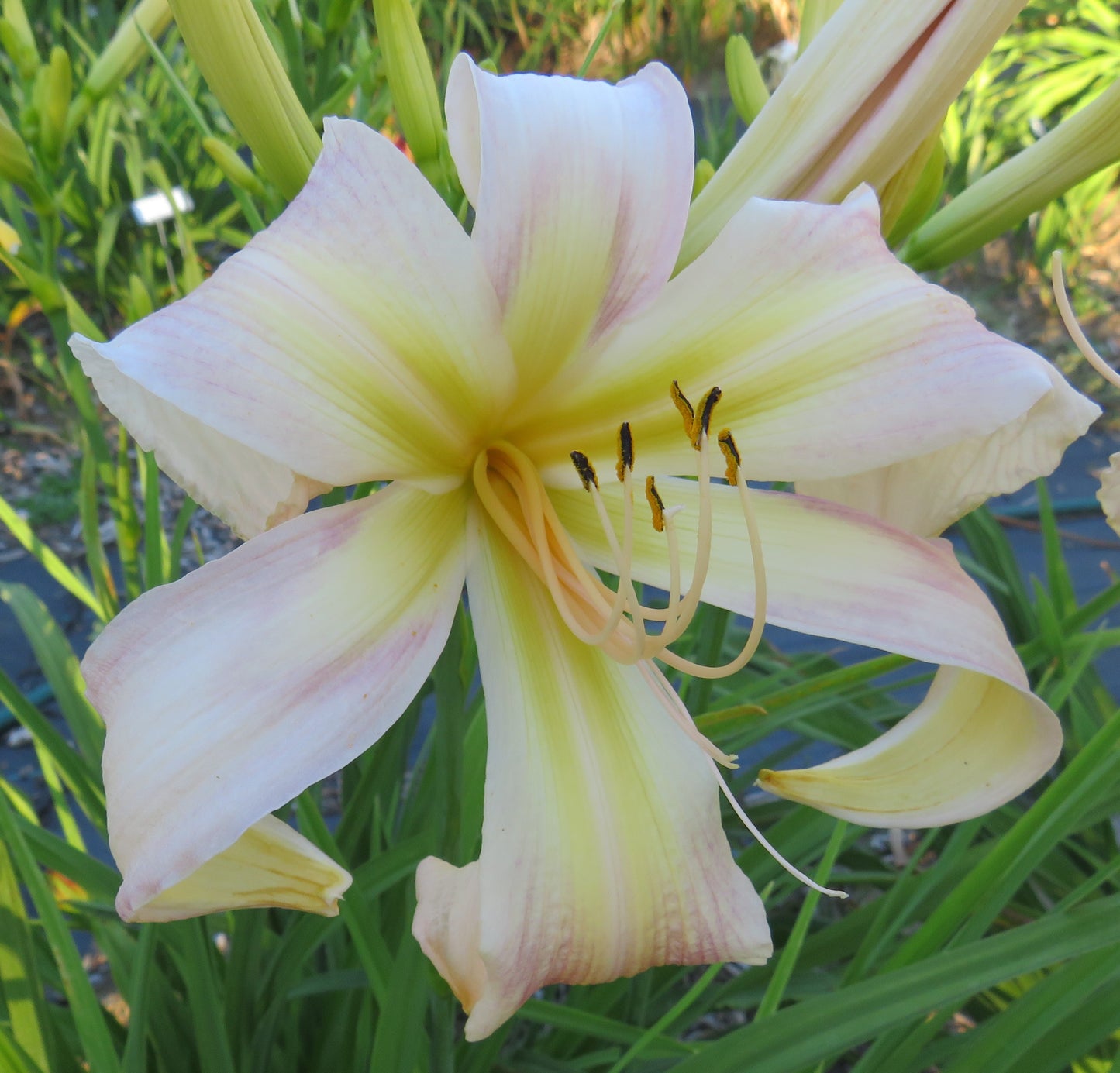 'Lovely Pink Lady' (Harris-JN, 2002)