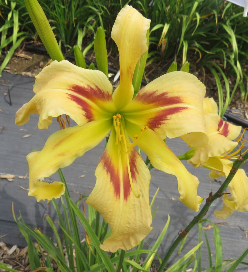 Seize the Daylilies Gift Card