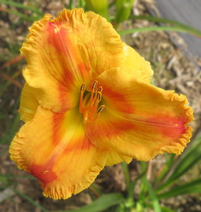 Daylily Seeds:  'Topguns Flame Thrower' x 'Marissa Jonea'