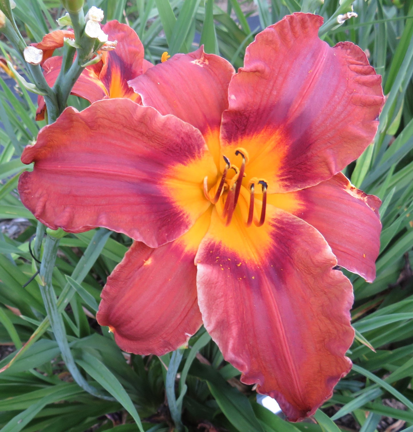 'Matthew Martin' (Dougherty, 1992)