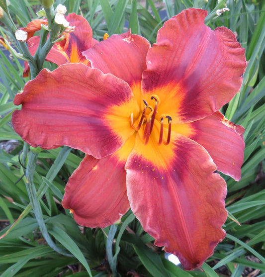 'Matthew Martin' (Dougherty, 1992)