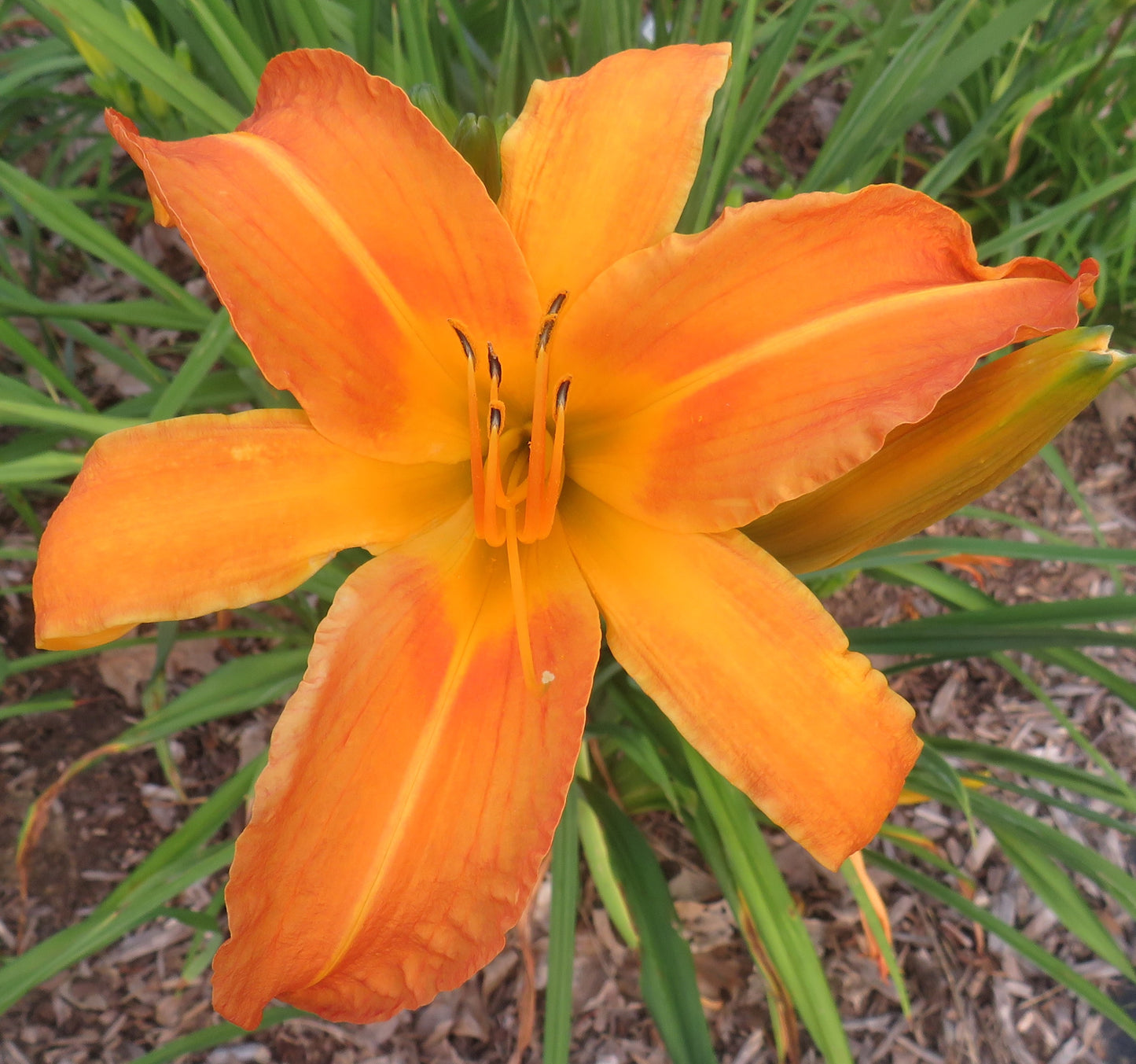 'Bernice Russell' (Russell, 1950)