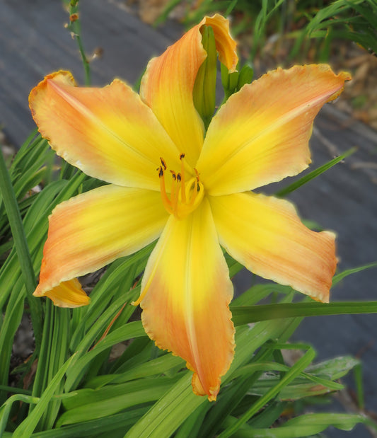 'Mean Green' (Davisson-J., 2008)