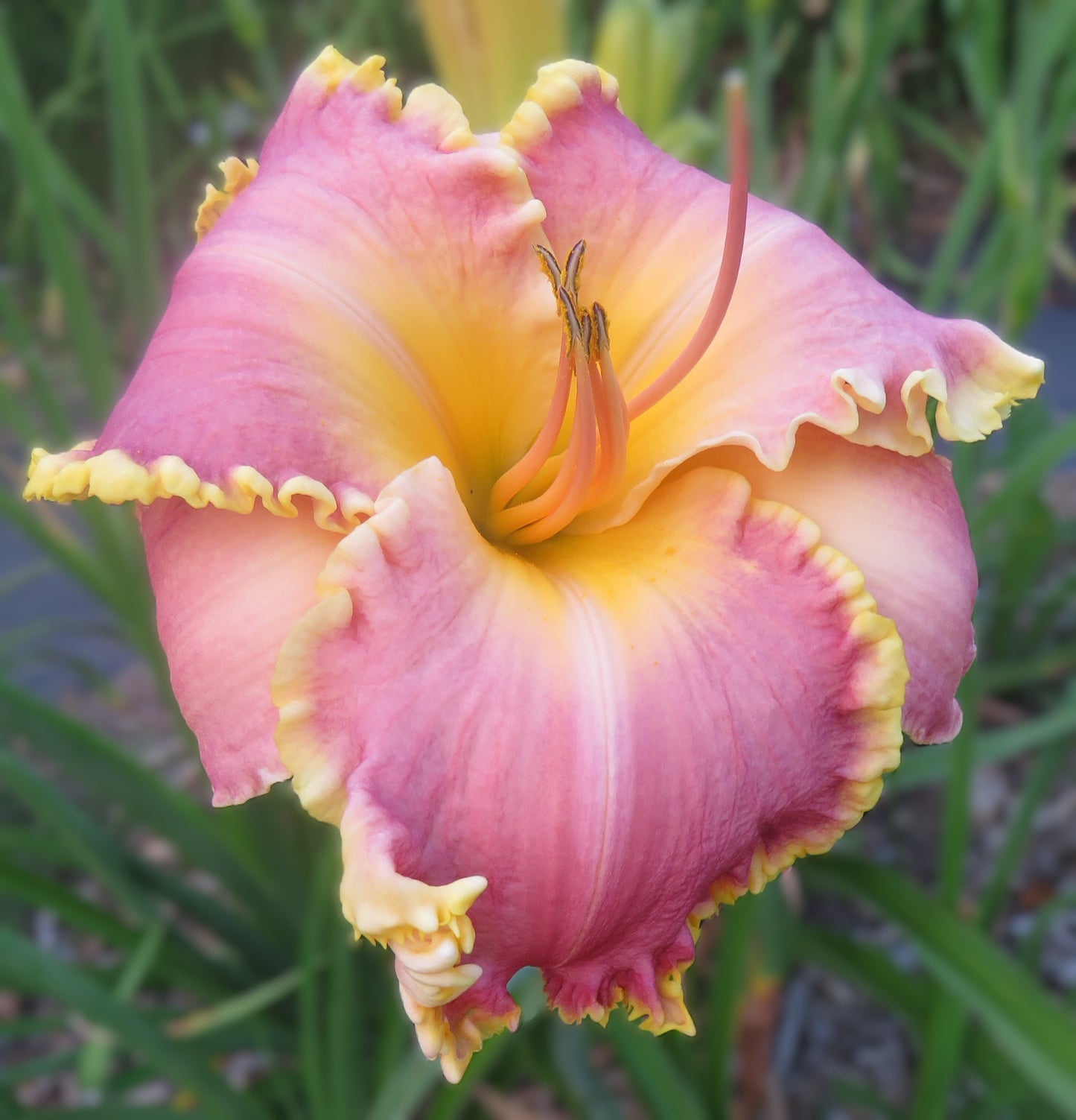 Daylily Seeds:  'Merry Margarete' x 'Shores of Time'