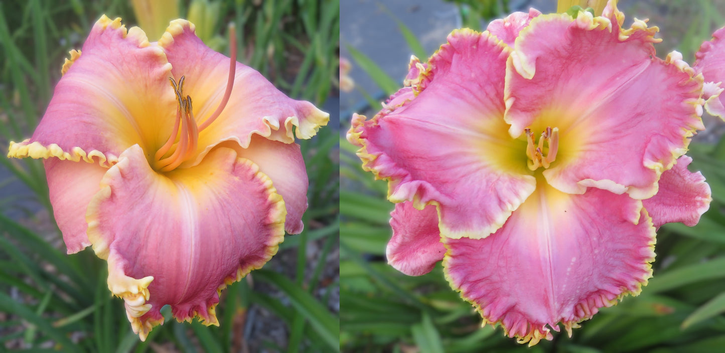 Daylily Seeds:  'Merry Margarete' x 'Shores of Time'