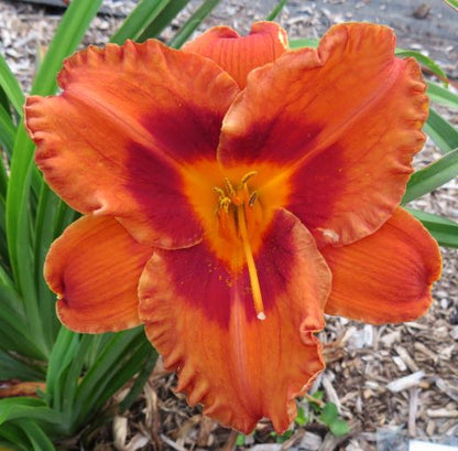 Daylily Seeds:  'Mighty Chestnut' x 'Topguns Cocoa Vino'