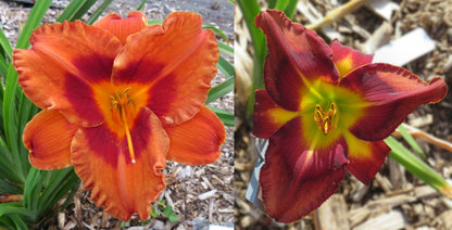 Daylily Seeds:  'Mighty Chestnut' x 'Topguns Cocoa Vino'