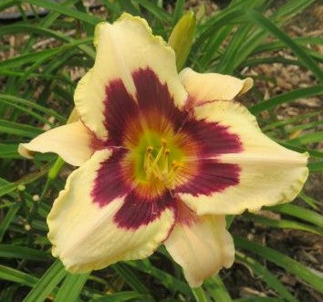 Daylily Seeds:  'Moonlit Masquerade' x 'Lynnette's Pink Wedding'