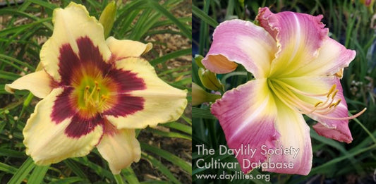 Daylily Seeds:  'Moonlit Masquerade' x 'Lynnette's Pink Wedding'