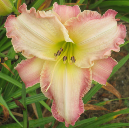 Daylily Seeds: 'Beautiful Edgings' x 'Morningcloud Marmalade'