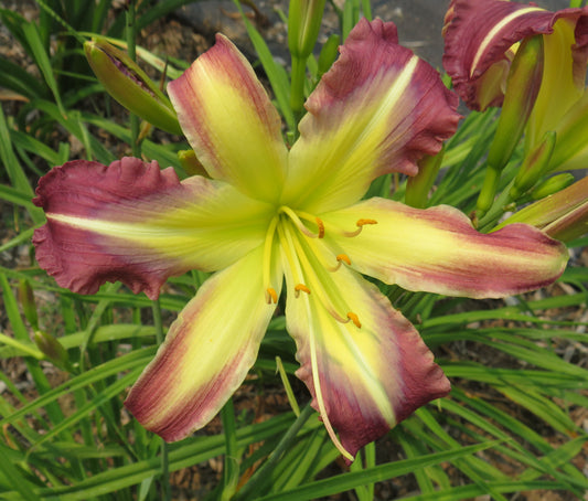 'Mountain Kaleidoscope' (Keast-T., 2010)