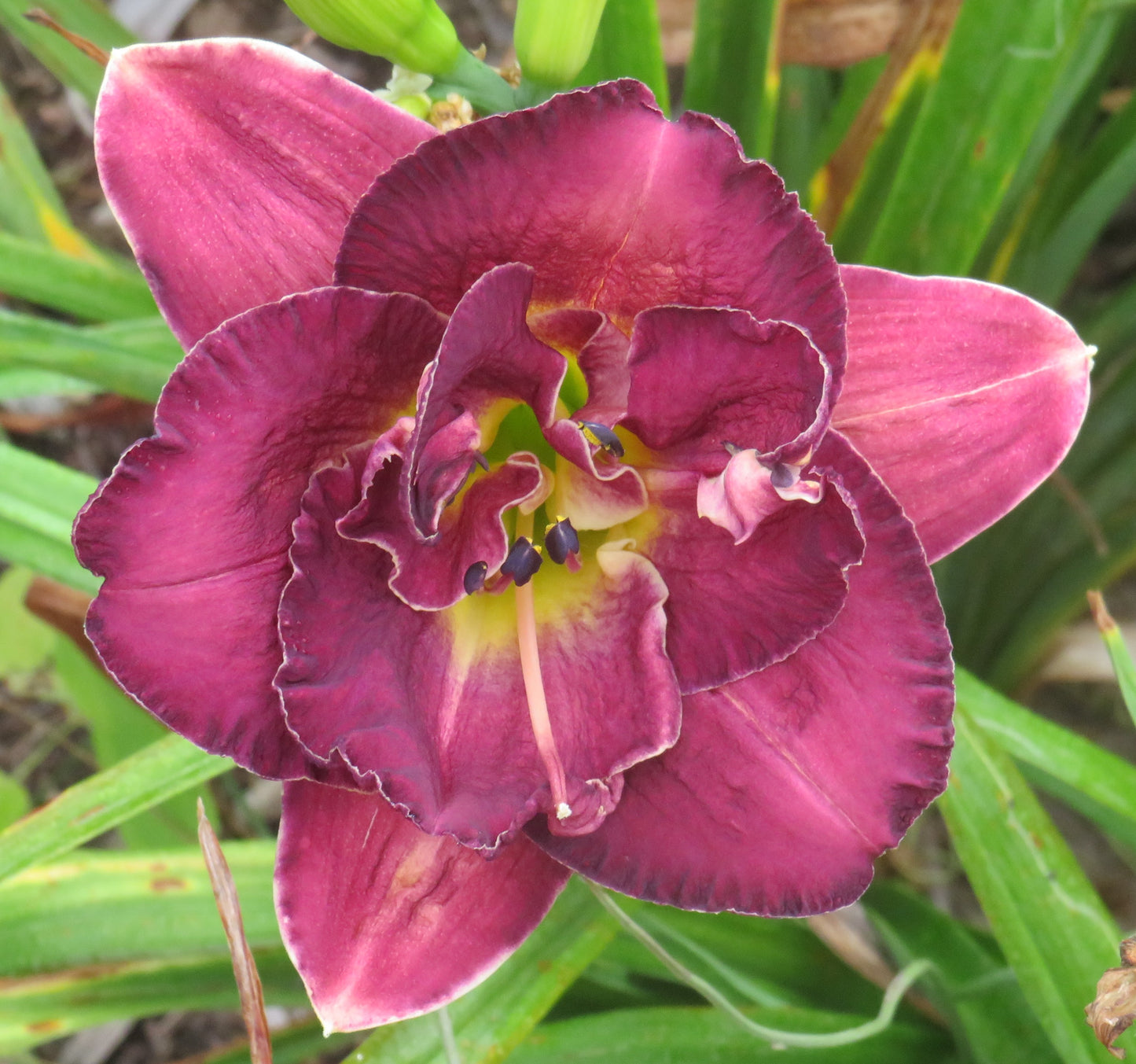 'Mulberry Truffle' (Kirchhoff-D., 1999)
