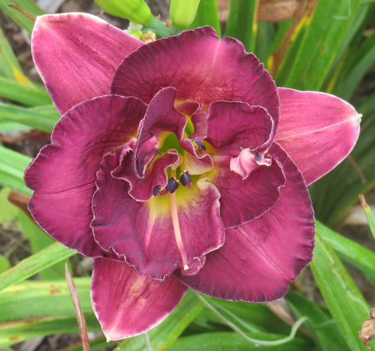 'Mulberry Truffle' (Kirchhoff-D., 1999)