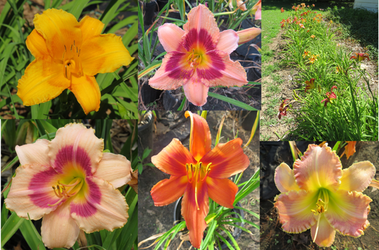 Assorted Lost Tag Daylilies