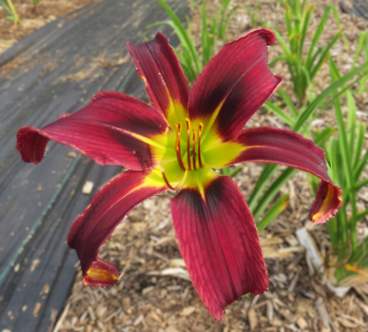 'Odds Bodkins' (Reed, 2008)