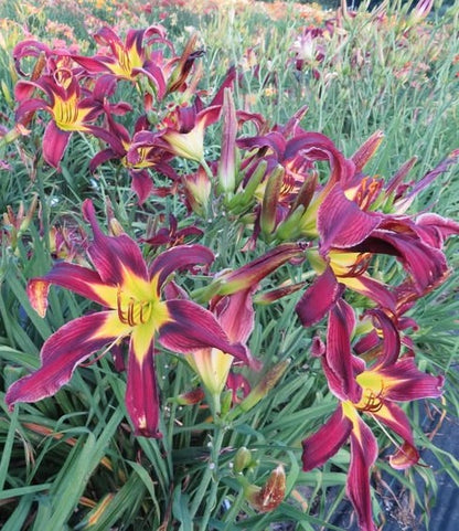 'Odds Bodkins' (Reed, 2008)