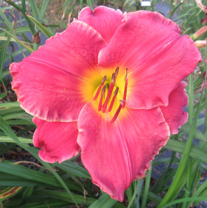 Daylily Seeds:  'Glowing in the Wind'  x 'Optimisms Flame'