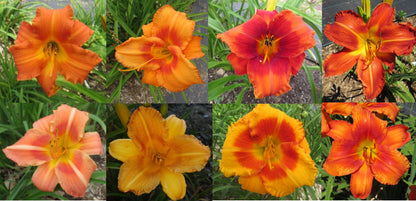 Daylily Seeds:  Mixed Daylily Seed