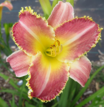 Daylily Seeds:  'Kashmiri Chai' x 'Our Friend Roy'