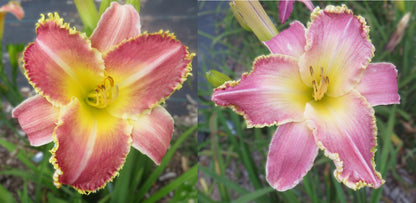 Daylily Seeds:  'Our Friend Roy' x 'Kashmiri Chai'