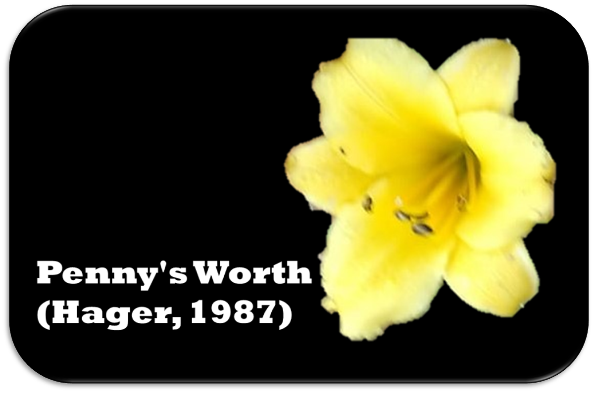 'Penny's Worth' (Hager, 1987)