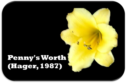 'Penny's Worth' (Hager, 1987)