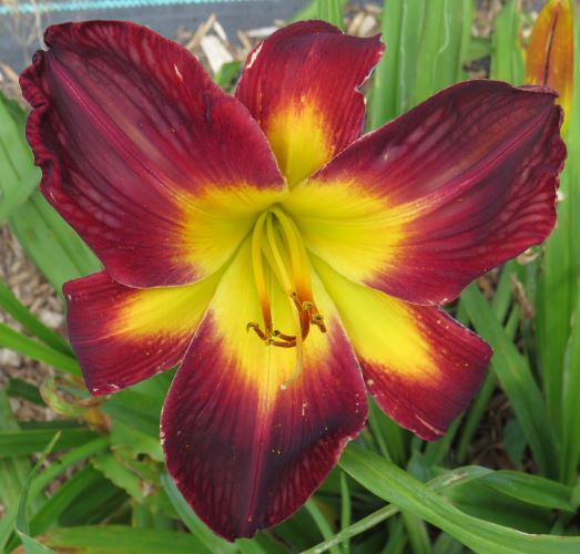 'Persian Ruby' (Trimmer, 1998)