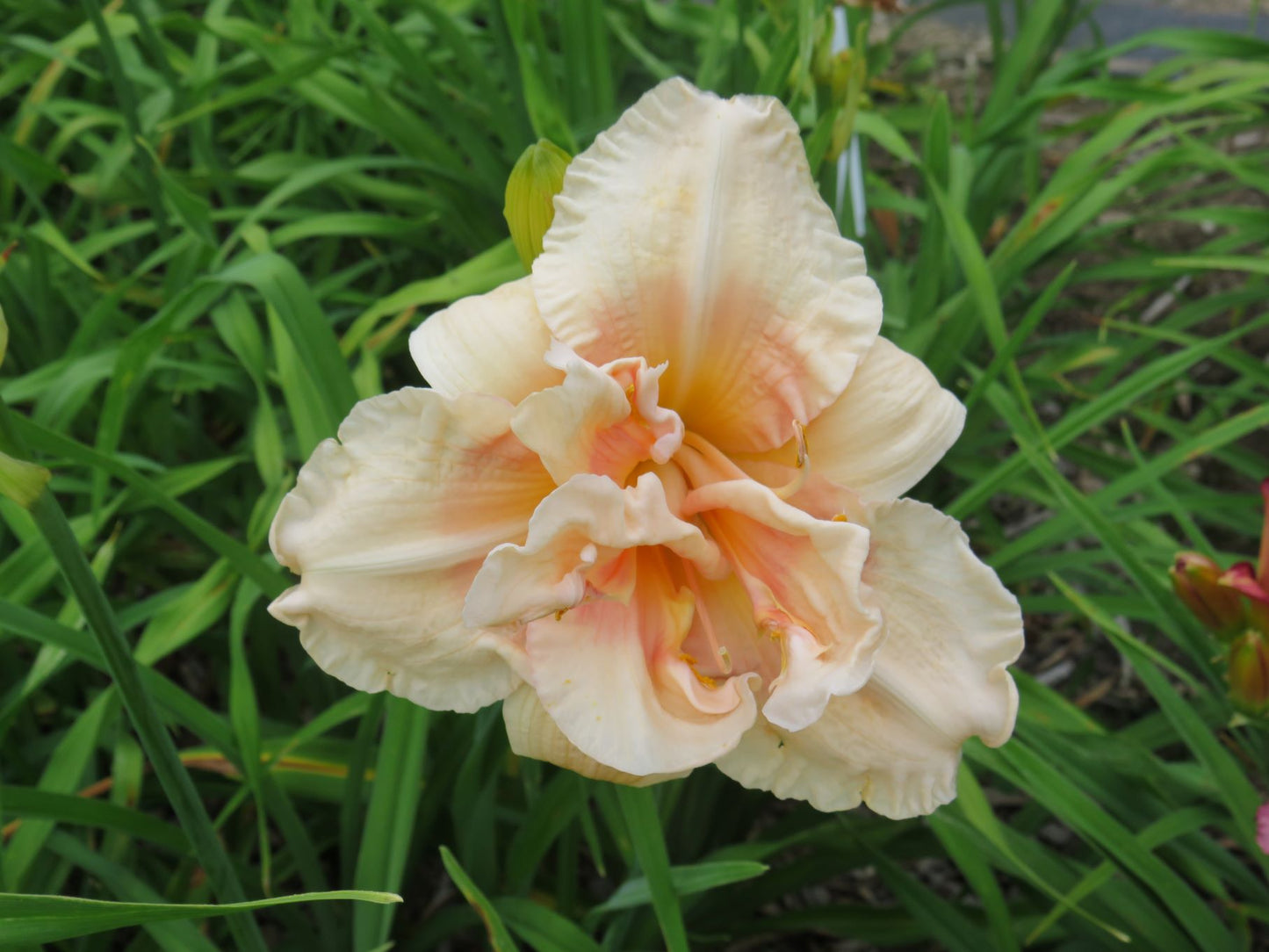 Daylily Seeds:  'Bursting Forth' x 'Pink Peppermint'