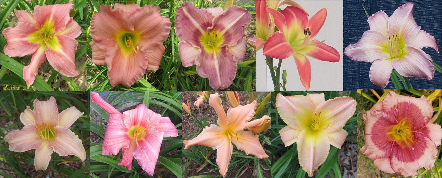 Daylily Seeds:  Mixed Daylily Seed